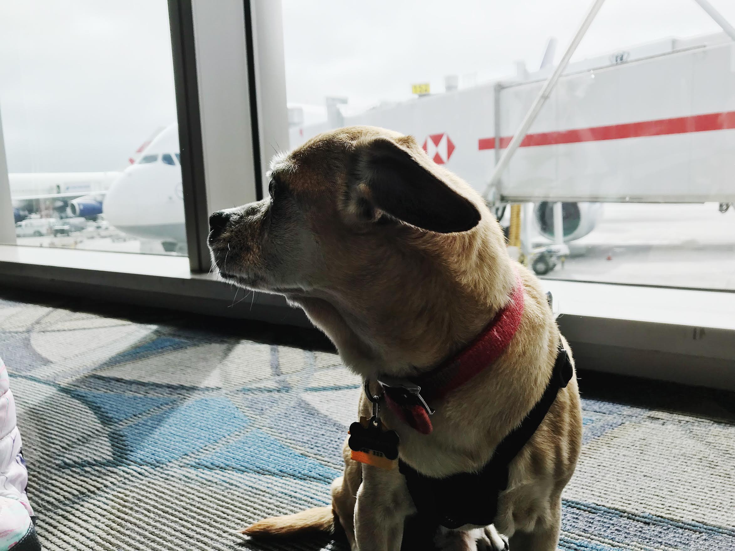 I traveled internationally with my dog for the first time